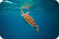Environmental Stewardship